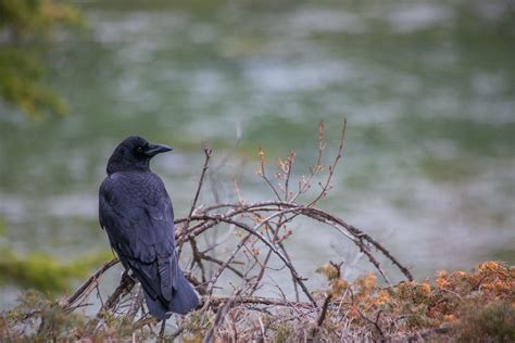 Do Crows Migrate? Investigating How These Birds Escape Winter | Science ...