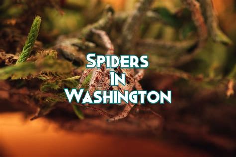 27 Common Spiders In Washington (Pictures and Identification)