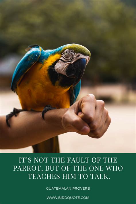 Parrot Quotes - ShortQuotes.cc