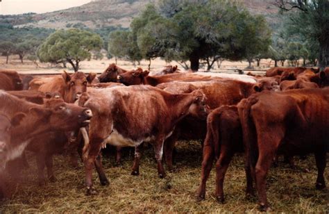 Photo: Illawarra Shorthorn cattle at Coralbignie Outstation | Nonning ...