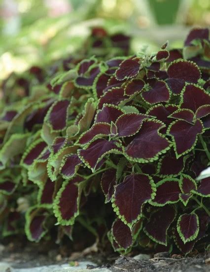 A Beginner’s Guide for Growing Coleus Seeds – Trailing Petunia