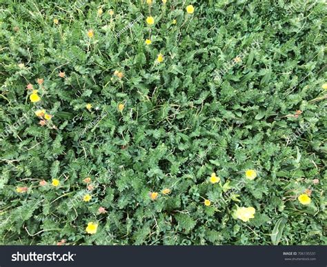 Green Grass Floor Background Stock Photo 706135531 | Shutterstock