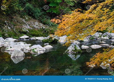 River in autumn forest stock photo. Image of beauty, foliage - 7042014