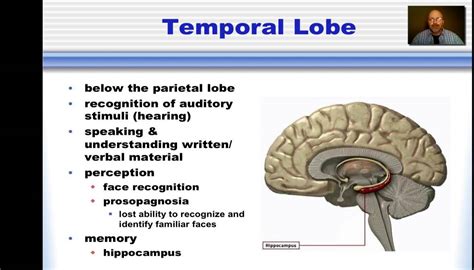 temporal lobe function - Anatomy Info