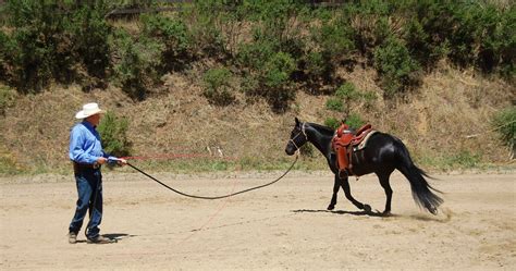 The Benefits of Lunging | Horse Journals