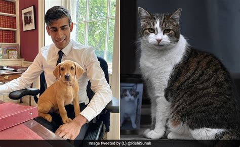 Larry The Cat Or Nova The Dog? Akshata Murty On Power Struggle At 10 ...