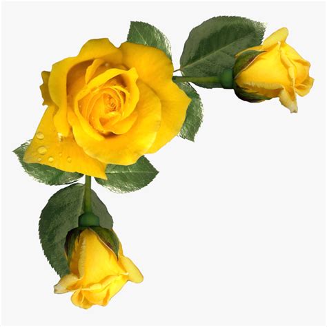 Фото, Автор K - Frame Yellow Rose Border, HD Png Download - kindpng