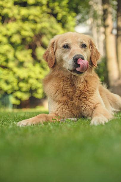 Best Portrait Of White Long Haired Labrador Retriever Stock Photos, Pictures & Royalty-Free ...