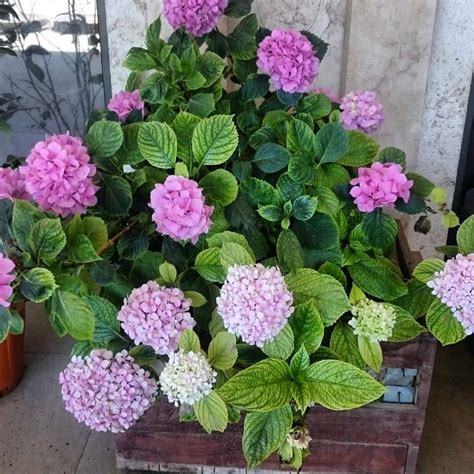 French Hydrangea Care 101: Water, Light & Growing Tips