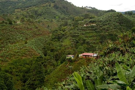 Sustainable Coffee Farming in Colombia - Flavors of Bogota