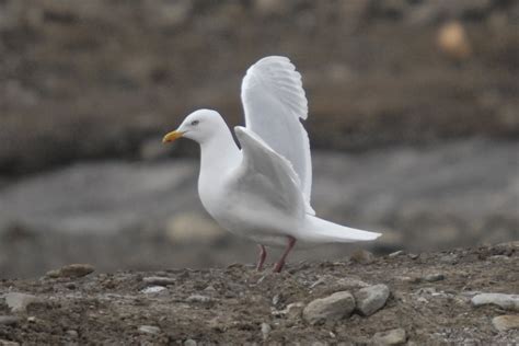 World Beautiful Birds : Iceland Gull | Birds Facts & Latest Pictures