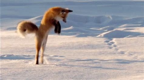 Red Fox Standing in Snow