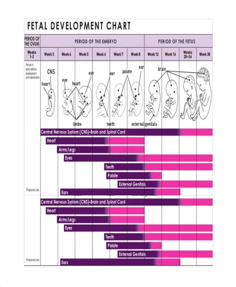 7+ Unborn Baby Growth Chart Templates - Free Sample, Example, Format