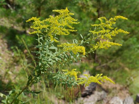 Goldenrod | Identify that Plant