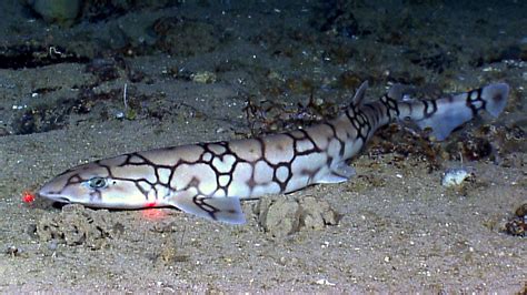 MBL March Madness: Chain Catshark | Marine Biological Laboratory