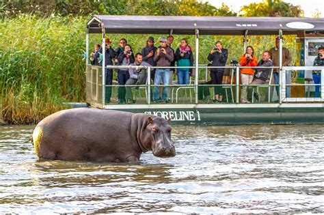 The most Popular Hippo Boat Cruise in St Lucia KZN 2023-2024