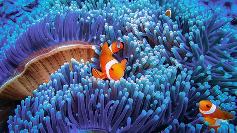 The wondrous worlds of coral reefs and why we need to protect them ...