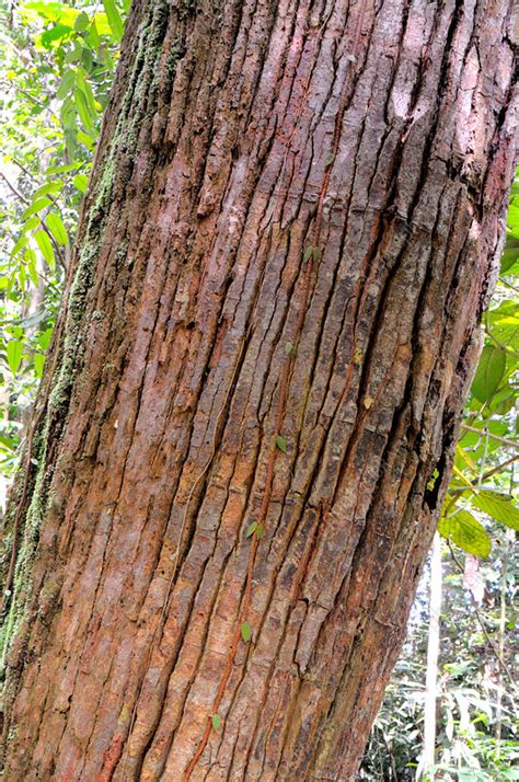 Bark of Endangered Shorea tree - Stock Image - C012/4824 - Science Photo Library