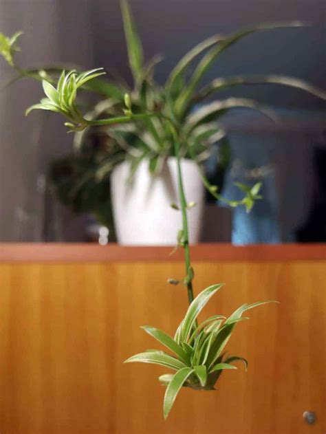 Spider Plant Care Guide: How to Grow Healthy Spider Plants - YHMAG