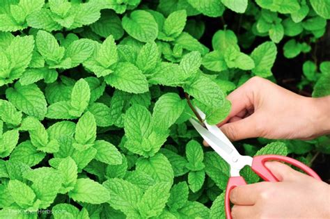 How to Harvest Mint Without Damaging the Plant - The Kitchen Herbs