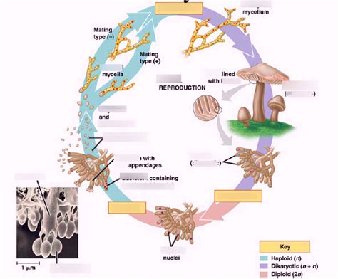 Diagram of Basidiomycota Life Cycle | Quizlet