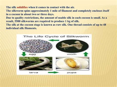 Sericulture: History,silk route & types of silk | PPT