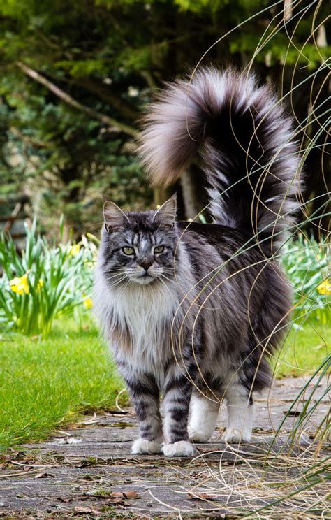 Where To Get A Maine Coon: Breeder Shelter Or Stray? – CatsInfo