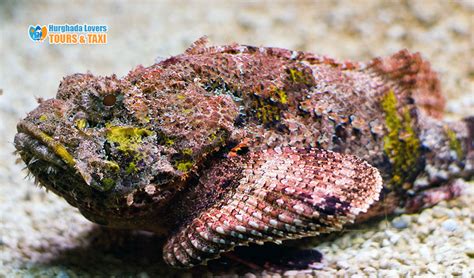 Stonefish "Synanceia", Red Sea Fishes | Diving Egypt