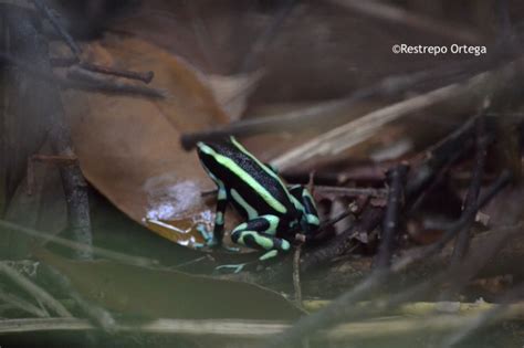 Rana Kokoi / Kokoi Frog (Dendrobates histrionicus), Chocó – Laura ...