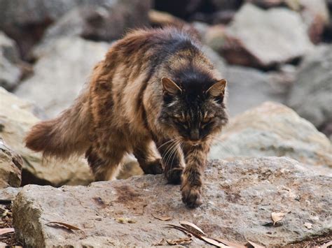 Australia targets monster feral cats hunting native species to extinction