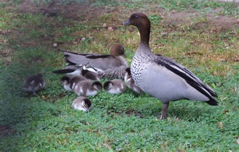 Australian Wood Duck Family | BIRDS in BACKYARDS