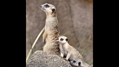 Meerkat Pups! - YouTube