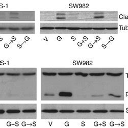 A) Western blot cleaved caspase 3. The greatest cleavage of caspase 3... | Download Scientific ...