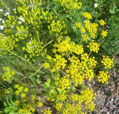 Wild Parsnip - Pastinaca Sativa: Edible & Medicinal Uses of the ...