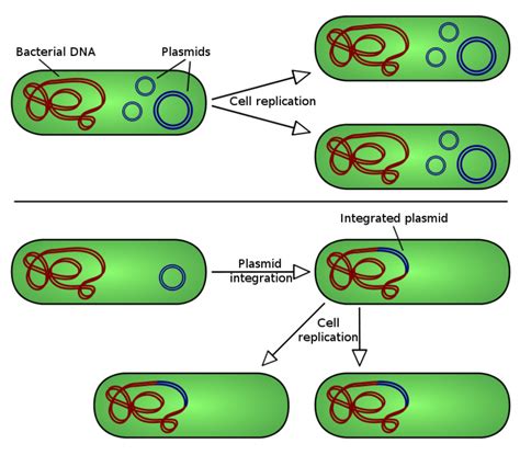 Prokaryotic Cell Parts, Functions & Diagram - Page 3