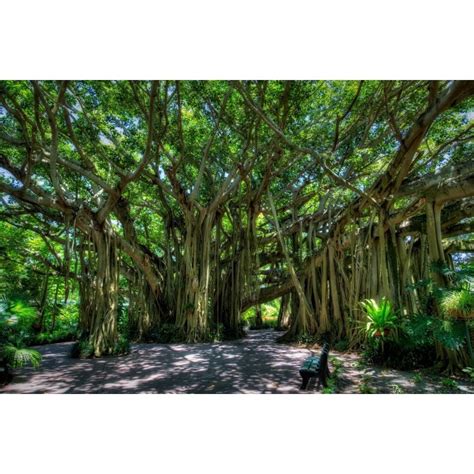 Banyan Tree Seeds (Ficus benghalensis)