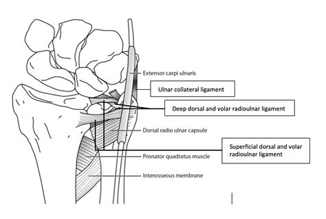 Sports Injury Bulletin - Anatomy - Getting to grips with the distal radioulnar joint