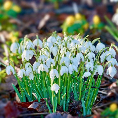 Double Snowdrop Bulbs – Galanthus Nivalis ‘Flore Pleno’ In The Green - Woodland Bulbs