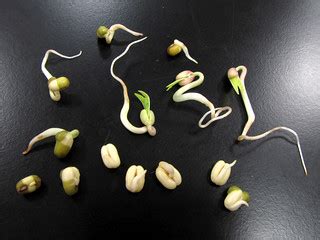 Mung Beans | Mung beans in various stages of germination. On… | Flickr