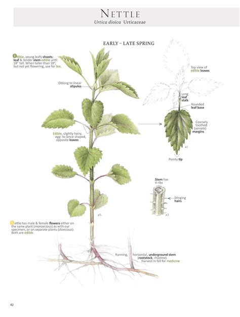 Nettle Love: The Stinging Gourmet Vegetable + Frittata Master recipe — Foraging and Feasting