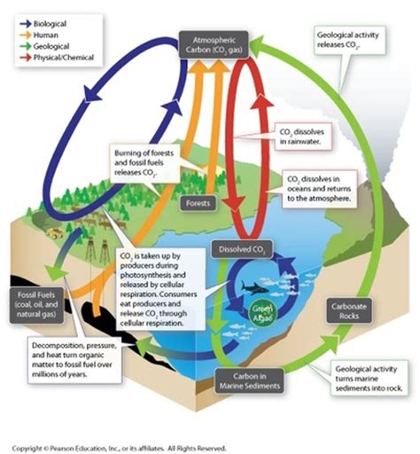 Cycles of Matter - Tropical Rainforest