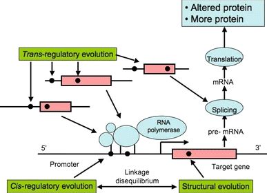 Cartoon illustrating the network of molecular interactions involved... | Download Scientific Diagram