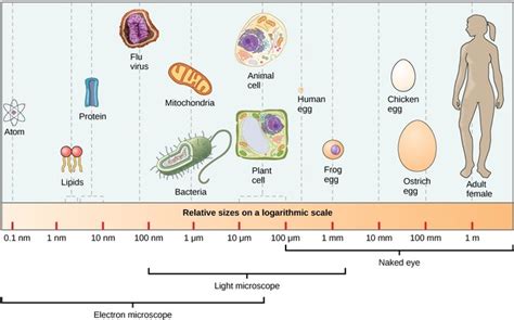 4.4: Studying Cells - Cell Size - Biology LibreTexts