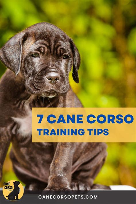 7 Tips For Training a Cane Corso | Cane Corso Pets | Cane corso, Cane ...