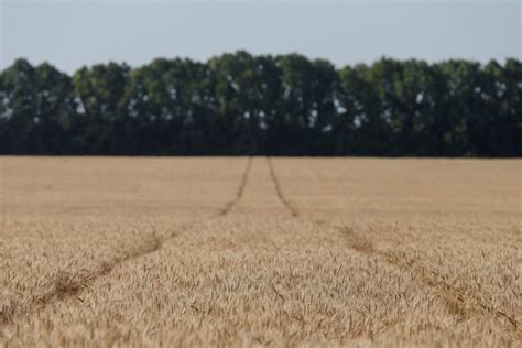 Ban on farmland sales to foreigners risks starving Ukraine of investment - Atlantic Council