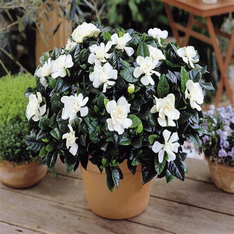 Buy Gardenia jasminoides - 1 Online at desertcartPAKISTAN