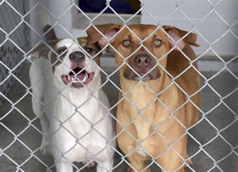 Adopt a dog for $100, other animals for free as Lancaster County SPCA prepares to close for good ...