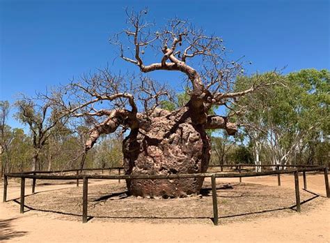 Boab Prison Tree (Derby) - 2020 All You Need to Know BEFORE You Go (with Photos) - Tripadvisor