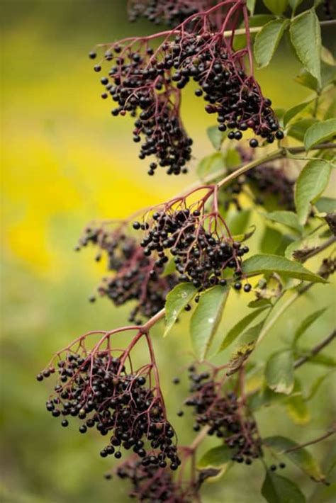 Are Elderberries Poisonous? - ProGardenTips