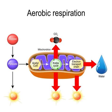 Aerobic Glycolysis Diagram